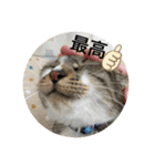 ミーハー猫  ししゃも②（個別スタンプ：38）
