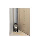 ミーハー猫  ししゃも②（個別スタンプ：39）