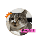 ミーハー猫  ししゃも②（個別スタンプ：40）