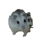 こしあんさんの日常その3（個別スタンプ：1）