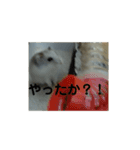 こしあんさんの日常その3（個別スタンプ：5）