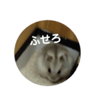 こしあんさんの日常その3（個別スタンプ：8）