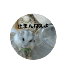 こしあんさんの日常その3（個別スタンプ：10）