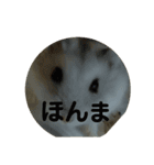 こしあんさんの日常その3（個別スタンプ：14）