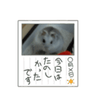 こしあんさんの日常その3（個別スタンプ：26）
