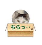 キツネ目猫のチルコ（個別スタンプ：19）