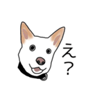 MIX中型犬HANA花スタンプ（個別スタンプ：13）