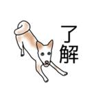 MIX中型犬HANA花スタンプ（個別スタンプ：16）