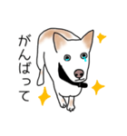 MIX中型犬HANA花スタンプ（個別スタンプ：23）