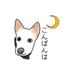 MIX中型犬HANA花スタンプ（個別スタンプ：30）