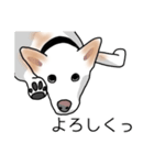 MIX中型犬HANA花スタンプ（個別スタンプ：38）