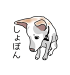 MIX中型犬HANA花スタンプ（個別スタンプ：40）