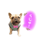 フレンチブルドッグ ZARAME（個別スタンプ：1）