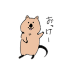 クォッカちゃんのお返事（個別スタンプ：1）