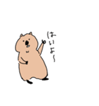 クォッカちゃんのお返事（個別スタンプ：5）
