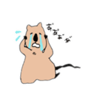 クォッカちゃんのお返事（個別スタンプ：8）