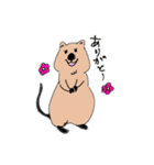 クォッカちゃんのお返事（個別スタンプ：9）