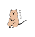 クォッカちゃんのお返事（個別スタンプ：16）
