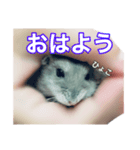 うちのハムスタースタンプ 日常版（個別スタンプ：1）