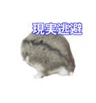 うちのハムスタースタンプ 日常版（個別スタンプ：3）