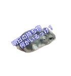 うちのハムスタースタンプ 日常版（個別スタンプ：4）