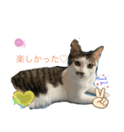 しらたまさん②（個別スタンプ：3）