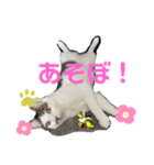 しらたまさん②（個別スタンプ：9）