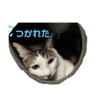 しらたまさん②（個別スタンプ：10）