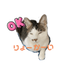 しらたまさん②（個別スタンプ：13）