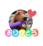 アイリッシュセターElumo（個別スタンプ：1）