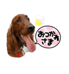 アイリッシュセターElumo（個別スタンプ：3）