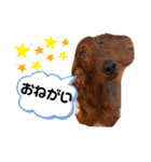 アイリッシュセターElumo（個別スタンプ：11）
