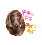 アイリッシュセターElumo（個別スタンプ：12）