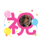 アイリッシュセターElumo（個別スタンプ：14）