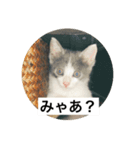 みゃあみゃあみやぁみや（個別スタンプ：1）
