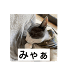 みゃあみゃあみやぁみや（個別スタンプ：2）