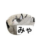 みゃあみゃあみやぁみや（個別スタンプ：3）