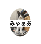 みゃあみゃあみやぁみや（個別スタンプ：4）