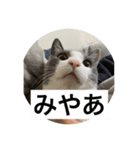 みゃあみゃあみやぁみや（個別スタンプ：5）