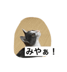 みゃあみゃあみやぁみや（個別スタンプ：6）