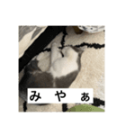 みゃあみゃあみやぁみや（個別スタンプ：7）