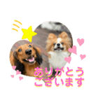ロア＆モアスタンプby PET HONOKA（個別スタンプ：1）
