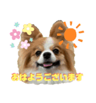 ロア＆モアスタンプby PET HONOKA（個別スタンプ：2）