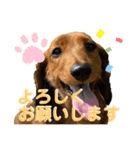 ロア＆モアスタンプby PET HONOKA（個別スタンプ：4）