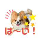 ロア＆モアスタンプby PET HONOKA（個別スタンプ：5）