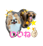 ロア＆モアスタンプby PET HONOKA（個別スタンプ：7）