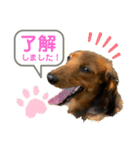 ロア＆モアスタンプby PET HONOKA（個別スタンプ：9）