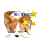 ロア＆モアスタンプby PET HONOKA（個別スタンプ：12）