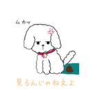 白トイプーのNICOちゃん（個別スタンプ：1）