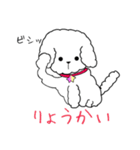 白トイプーのNICOちゃん（個別スタンプ：5）